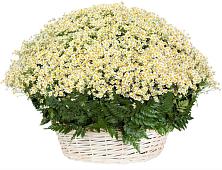 Цветочная композиция из Ромашки в корзине #REPLACE_PRED# Верещагино